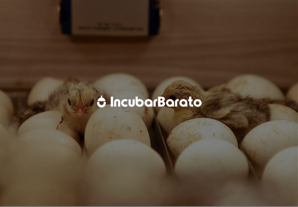Pollitos recién nacidos entre huevos en incubadora con logo IncubarBarato