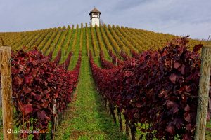 Viñedo en otoño con hojas rojas y doradas en ladera y torre de vigia al fondo, enoturismo europeo