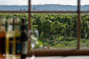 Vista desde bodega de viñedo con botellas de vino en primer plano y hileras de vides verdes al fondo, enoturismo