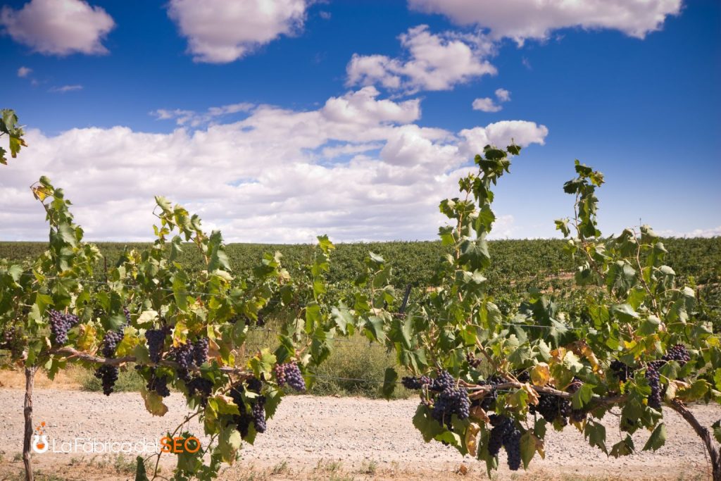 Viñedo con racimos de uvas tintas maduras bajo cielo azul con nubes, extensión de viñas en horizonte